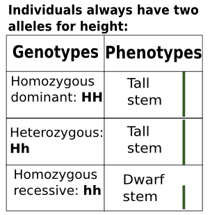 phenotype example definition alleles genotype dominant recessive cross dihybrid height heterozygous genotypes phenotypes allele plants genes plant lesson vs blood
